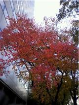 堂島 紅葉.jpg