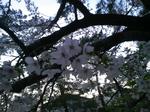 夕桜.jpg