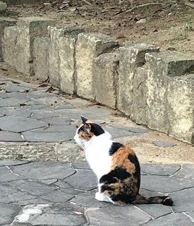 猫パト1 - コピー.jpg