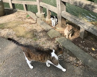 猫パト2 - コピー.jpg