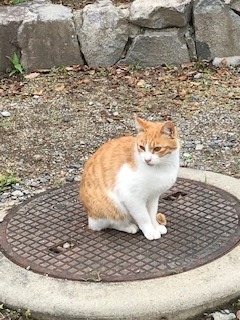 猫p 茶 - コピー.jpg