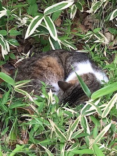 猫P トラ - コピー.jpg