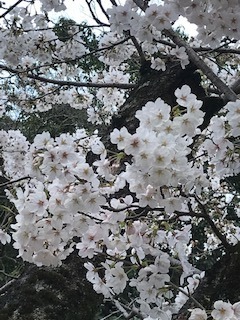 白い桜 - コピー.jpg