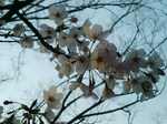 PO20090405_0012.jpg