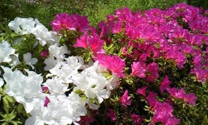 080503_112033.JPG